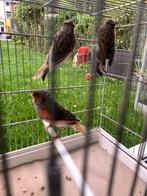 3 manen kanarie harlekijn, Mannelijk, Kleurkanarie