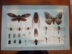 Entomologie insectes papillons, Collections, Collections Animaux, Enlèvement ou Envoi, Comme neuf, Autres types