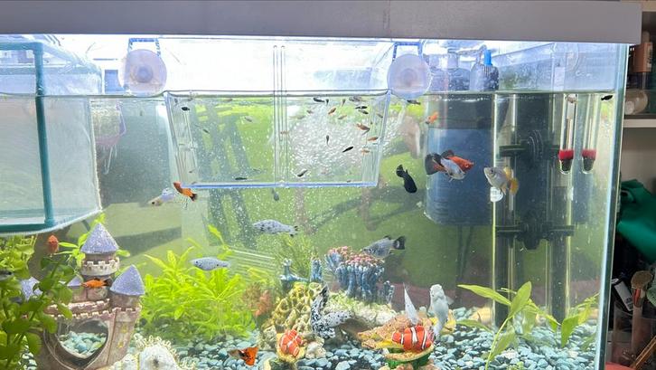 Baby visjes, Dieren en Toebehoren, Vissen | Aquaria en Toebehoren, Zo goed als nieuw, Ophalen