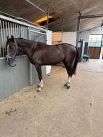 prive stalling, Weidegang, 2 of 3 paarden of pony's