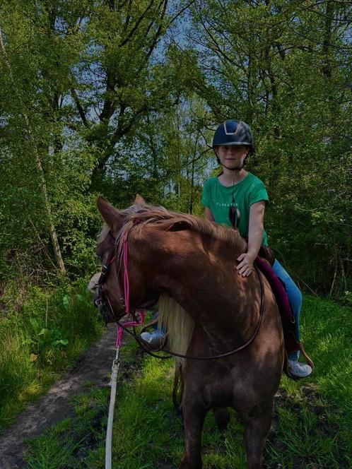 halflinger 7jaar aangeboden, Dieren en Toebehoren, Paarden, Merrie, Minder dan 160 cm, 7 tot 10 jaar, Recreatiepaard, Met stamboom