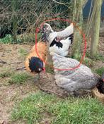 Lakenvelder hen, Dieren en Toebehoren, Pluimvee