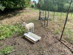 WILTSHIRE SCHAPEN, Schaap, 0 tot 2 jaar