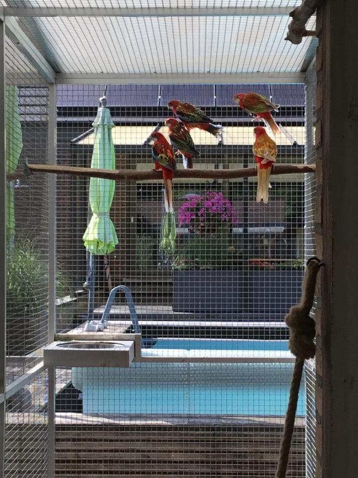 Grote parkieten, Dieren en Toebehoren, Vogels | Parkieten en Papegaaien, Parkiet, Meerdere dieren, Geringd