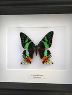 Véritable Papillon Urania Chrysiridia Ripheus XXL naturalisé, Collections, Collections Animaux, Insecte, Animal empaillé, Enlèvement ou Envoi