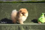 Prachtige Pomeriaan puppy's, Dieren en Toebehoren, België, Keeshond, CDV (hondenziekte), 8 tot 15 weken
