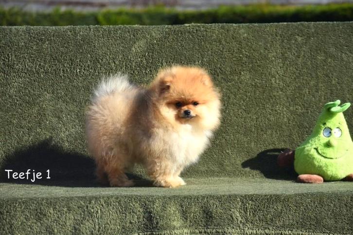 Prachtige Pomeriaan puppy's, Dieren en Toebehoren, Honden | Poolhonden, Keeshonden en Oertypen, Meerdere dieren, Keeshond, Fokker | Professioneel