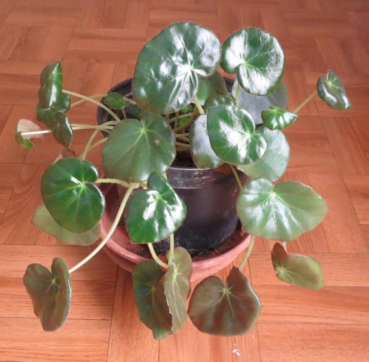 Begonia erythrophylla, Huis en Inrichting, Kamerplanten, Overige soorten, Bloeiende kamerplant, In pot, Ophalen