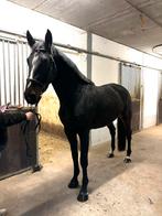 4 jarige merie te koop, Dieren en Toebehoren, Paarden, Zadelmak