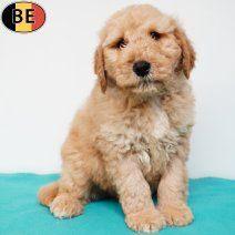 Cockapoo pups – Vol charme te koop, Dieren en Toebehoren, Honden | Chihuahua's en Gezelschapshonden, Reu, Overige rassen, Handelaar