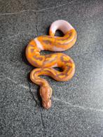 Python regius, Dieren en Toebehoren, Reptielen en Amfibieën