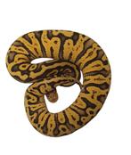 Ball python ghi super pastel yellowbelly het clown, Dieren en Toebehoren, Reptielen en Amfibieën