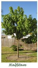 HALFSTAM PERZIK-BOMEN "BENEDICTE", 22€/stuk =ziekteresistent, Tuin en Terras, Planten | Tuinplanten, Ophalen, Volle zon, Vaste plant