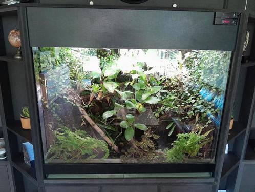 Paludarium pour grenouilles empoisonnées, Animaux & Accessoires, Reptiles & Amphibiens | Accessoires, Utilisé, Éclairage, Enlèvement