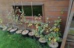 Arbustes à repiquer : Bouleaux, Aubépines, houx pour 2,00/pc, Moins de 100 cm, Enlèvement, Autres espèces, Arbuste