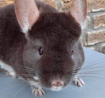 Chinchilla : Brown Pearl - Dame