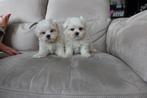 Maltezer pups 2 teefjes geb 29/11/25 bijna 8 weken oud, Animaux & Accessoires, Chienne, Belgique, Bichon maltais, Plusieurs