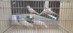 witte kanaries, Dieren en Toebehoren, Vogels | Kanaries, Meerdere dieren, Kleurkanarie