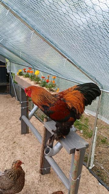 Zoek brahma haan goudpatrijs