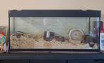 Hamster met aquarium, Dieren en Toebehoren, Knaagdieren, Vrouwelijk, Hamster, Tam