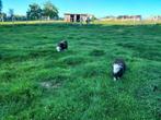 Herdwick bokjes, Dieren en Toebehoren, Schapen, Geiten en Varkens