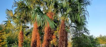 Trachycarpus fortunei,palmboom,winterharde palmboom beschikbaar voor biedingen