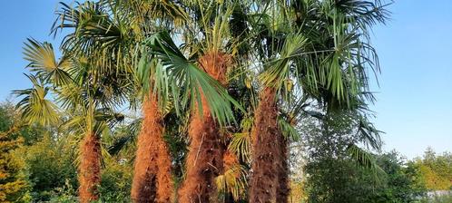 Trachycarpus fortunei,palmboom,winterharde palmboom, Tuin en Terras, Planten | Bomen, Palmboom, In pot, Ophalen