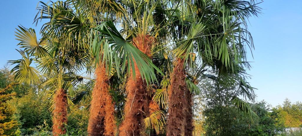 Trachycarpus fortunei,palmboom,winterharde palmboom, Tuin en Terras, Planten | Bomen, Palmboom, In pot, Ophalen
