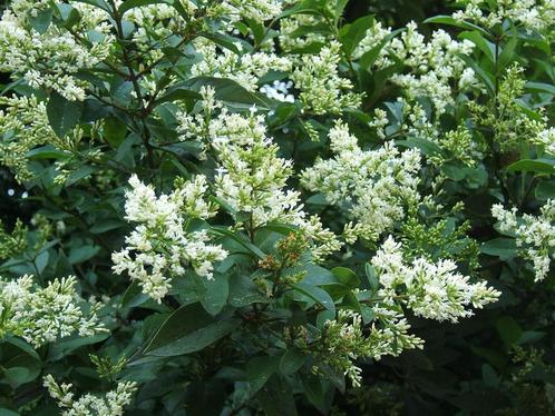Ligustrum ovalifolium - grootbladige liguster, Tuin en Terras, Planten | Struiken en Hagen, Liguster, Ophalen