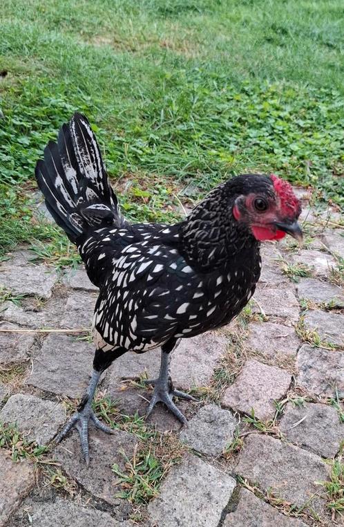 Klein haantje, Sebright, Dieren en Toebehoren, Pluimvee, Kip, Mannelijk