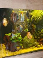 Discus vissen, Vis, Zoetwatervis, Schoolvis