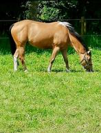 Halve Stal verzorger gezocht, Dieren en Toebehoren, Paarden, Met stamboom, Minder dan 160 cm, B, Ruin