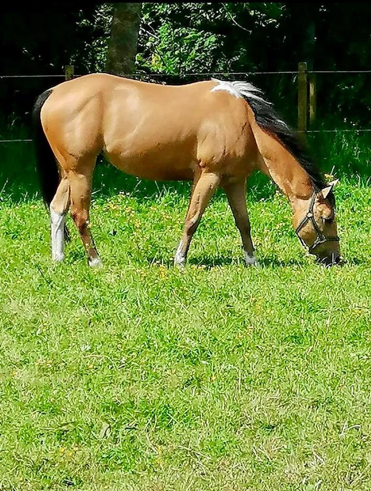Halve Stal verzorger gezocht, Dieren en Toebehoren, Paarden, Ruin, B, Minder dan 160 cm, 7 tot 10 jaar, Recreatiepaard, Met stamboom