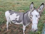 Prachtige bonte hengst ezel, Dieren en Toebehoren, Paarden, Hengst, Gechipt