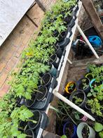 Verschillende soorten tomaten planten en andere Bio planten, Jardin & Terrasse, Plantes | Jardin, Enlèvement ou Envoi