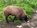 Raszuivere blauwe texelaar, Dieren en Toebehoren, Mannelijk, Schaap, 0 tot 2 jaar