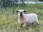 Hampshire down, Dieren en Toebehoren
