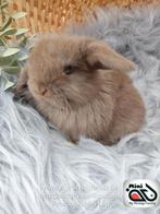 Raszuiver baby minilop konijn ram (transport mogelijk), Dieren en Toebehoren, Mannelijk, Dwerg, Hangoor, 0 tot 2 jaar