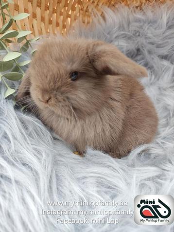 Raszuiver baby minilop konijn ram (transport mogelijk) beschikbaar voor biedingen