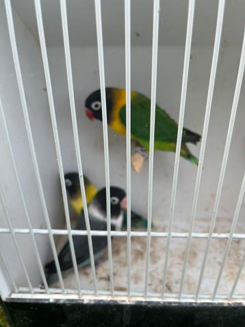 Agapornis personata  beschikbaar voor biedingen