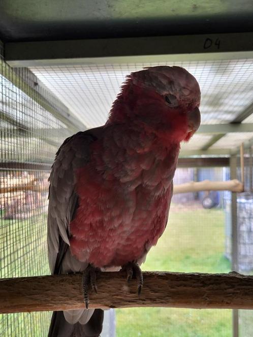 Jonge handtamme rose kaketoe pop, Dieren en Toebehoren, Vogels | Parkieten en Papegaaien, Papegaai, Vrouwelijk, Tam, Geringd