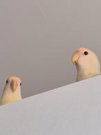 Dwergpapegaai, Dieren en Toebehoren, Meerdere dieren, Dwergpapegaai of Agapornis