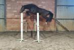 Heel mooie gezonde 3 jarige spring merrie, Dieren en Toebehoren, Paarden, Merrie, Z