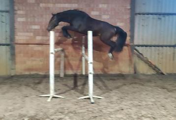 Heel mooie gezonde 3 jarige spring merrie, Jument, Z