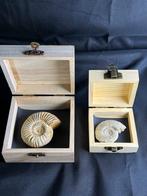 Ammonite dans une boîte cadeau, Collections, Minéraux & Fossiles, Enlèvement ou Envoi, Fossile