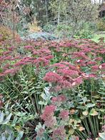 Sedum planten, Tuin en Terras, Ophalen