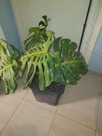 GRANDE MONSTERA THAI CONSTELLATION, Huis en Inrichting, Ophalen of Verzenden