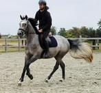 talentvolle 3jr BWP merrie, Dieren en Toebehoren, Paarden, Merrie, Springpaard, Gechipt, Zadelmak