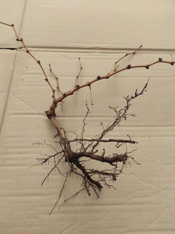 druiven struiken (Tafeldruiven) met en zonder pit, Tuin en Terras, Planten | Tuinplanten, Vaste plant, Klimplanten, Volle zon