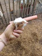 Cuy cavia beer, September, Mannelijk